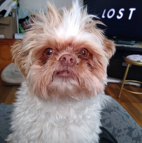 Meet your Posher, Angela - Picture 2 of 3